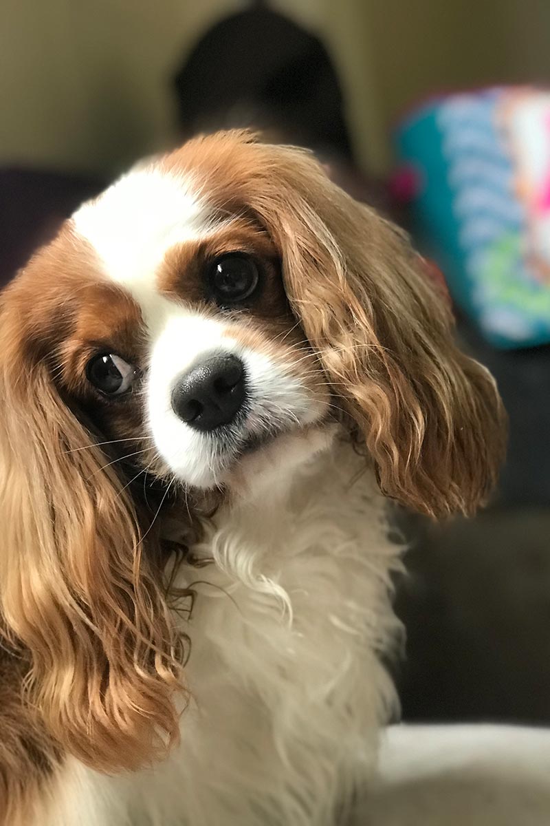 image of cute dog waiting for grooming